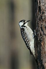 Red-cockaded Woodpecker